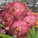 Vanda Dr. Anek x Kulwadee Fragrance